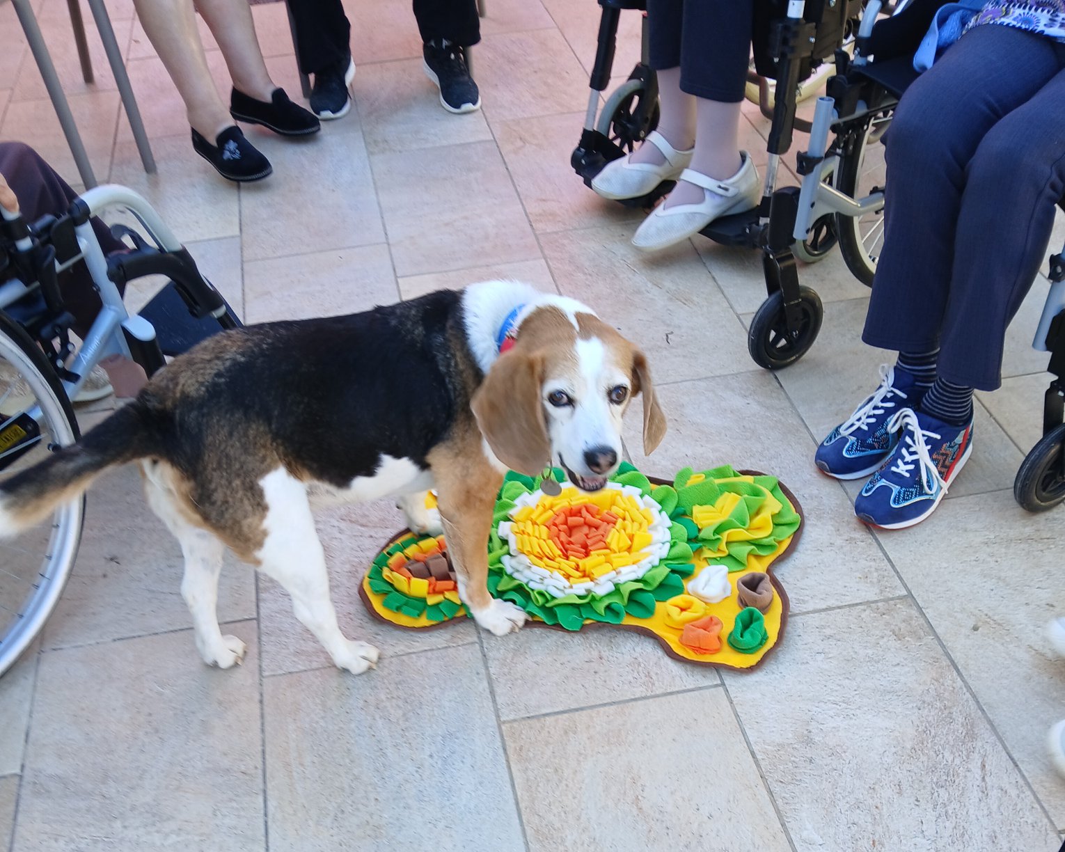 Pogo, mon beagle, lors de mes interventions à l'EHPAD d'Olonzac (34210)